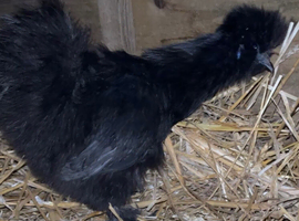 Silkie point of lay females