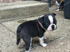 BEAUTIFUL LITTER OF 5 BOSTON TERRIERS