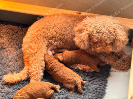 3 Cavapoochon boys