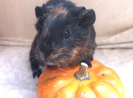 Female baby guinea pig