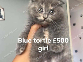 Scottish folds