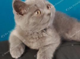 LAST STUNNING BSH BLUE BOY GCCF KITTEN