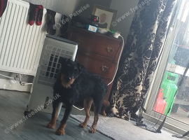 Lakeland jagd terrier