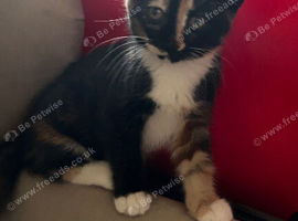 5 beautiful kittens ready now