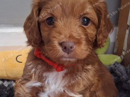 Tiny toy poodle cross deep red F1 cute puppies