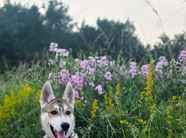 Siberian husky puppy