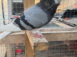 Capuchine male f