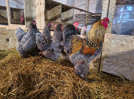 Brahma breeding group