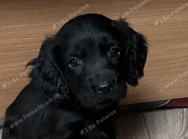 Cocker spaniel puppy