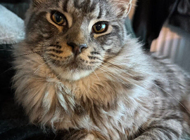 Male Mainecoon (Simba)