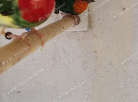 I have a proven pair of redfaced parrot finch for sale
