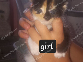 2 beautiful kittens females