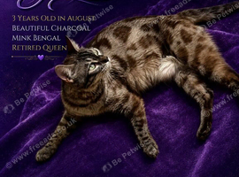 Retired Seal Mink Bengal Queen