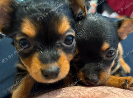 2 CHORKIE PUPPIES FOR SALE