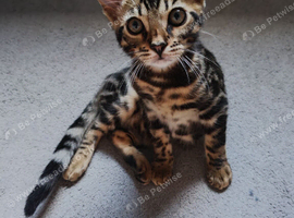 Extremely affectionate and cuddly cat looking for a loving home in Edinburgh
