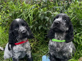 Stunning show type cocker spaniel puppies