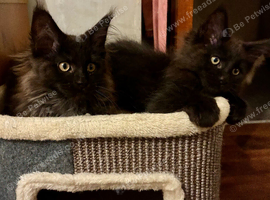 Maine Coon Kittens