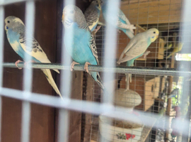 Young budgies for sale