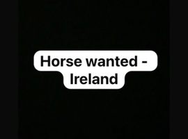 Calm, relaxed hors wanted