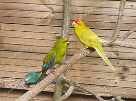 Kakarikis for sale
