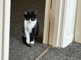 Girl cat black and white