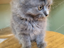 Male British longhair