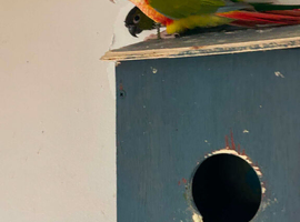Lovely pair conures