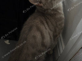 Cat needs rehoming