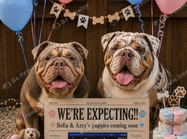 English bulldog puppies