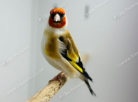 Siberian goldfinch