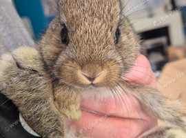 5 Agouti colored Netherland Dwarf Rabbits