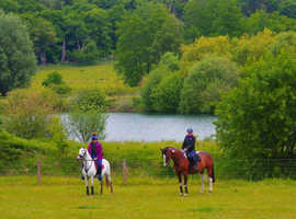 Looking for private yard to rent for 2 ponies and 3 horses