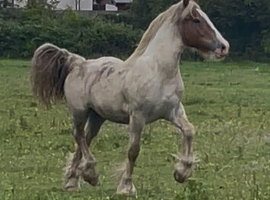 Stunning traditional x Clydesdale