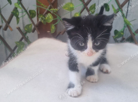 Mixed bred Black/White kittens