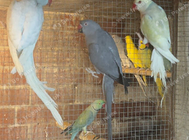 Cocktails lovebirds
