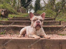 French bulldog stud