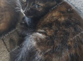 A beautiful girl is looking for a home