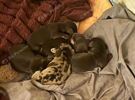 Dachshund cross English springer spaniel