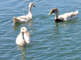 Sexed Female Indian Runner Ducks