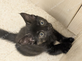 2 beautiful kittens left looking for their forever home.