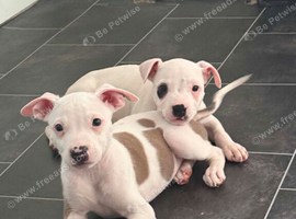 Puppies For Sale