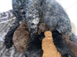 F1B Cockapoo Puppies
