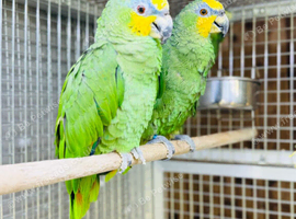 Amazon parrot