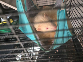 2 Hobbs (male ferrets)