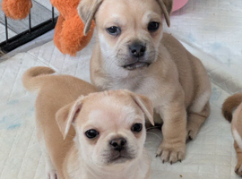 Pomapug puppies