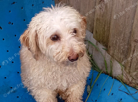 Cockapoodle