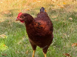 Roosters looking for new homes - Hampshire