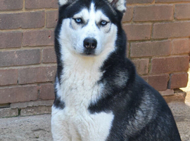 Siberian husky