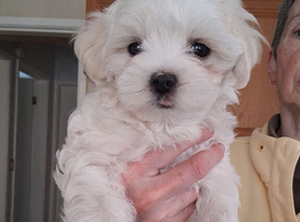 Maltese puppyl