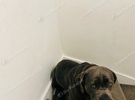 Rehoming dog